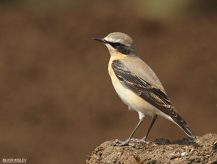 Northern Wheatear Oenanthe oenanthe  ,Yotvata,23-03-11 Lior Kislev